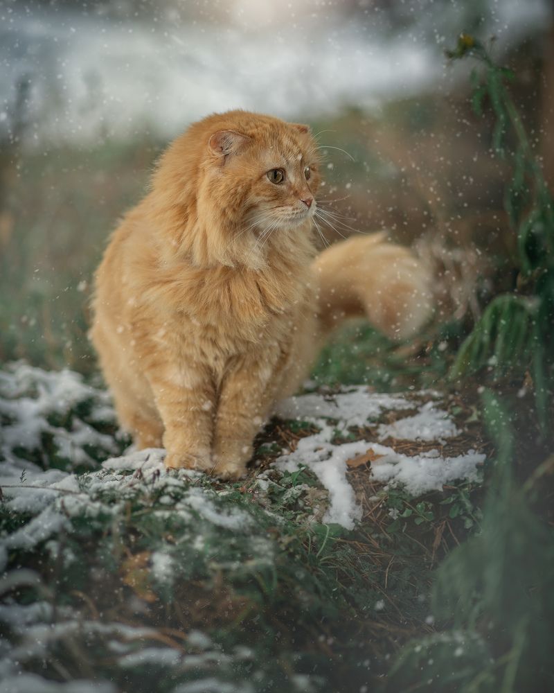 Photograph by Лиана Шалыгина