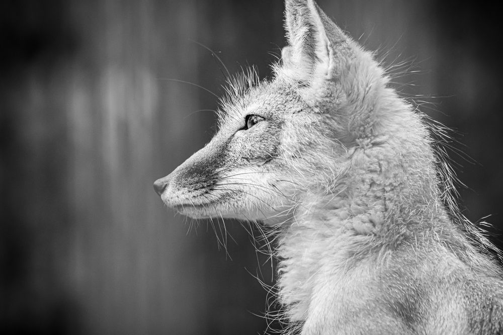 Photograph by Елена Берсенёва