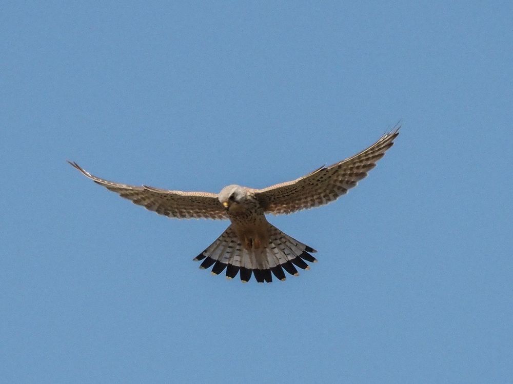 пустельга ищет жертву