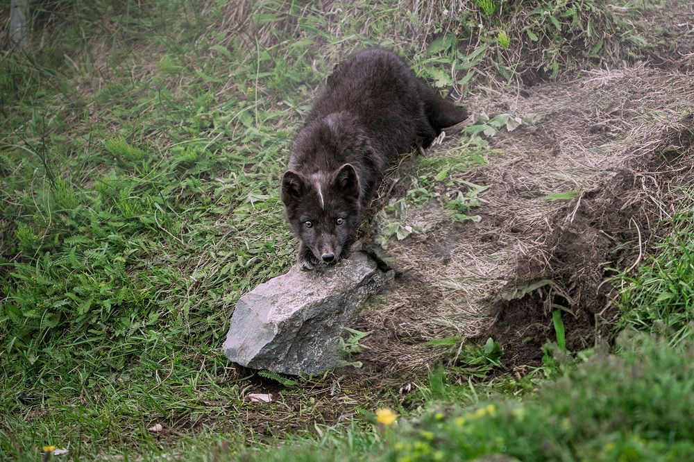 Ebon Guardians of Iceland