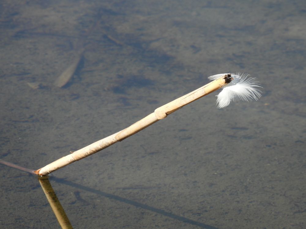 Photograph by Ennovi