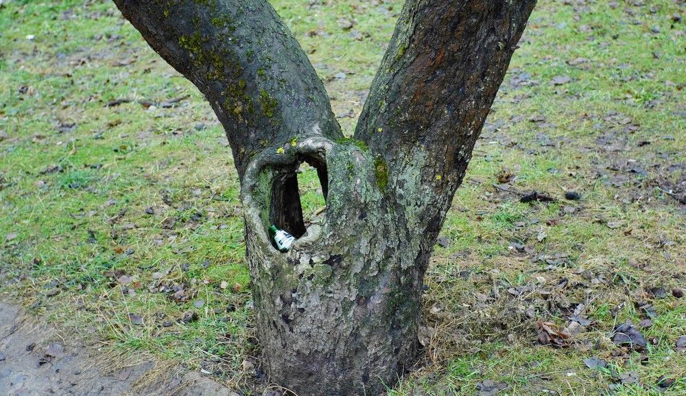 Победа! пообеда, победа...