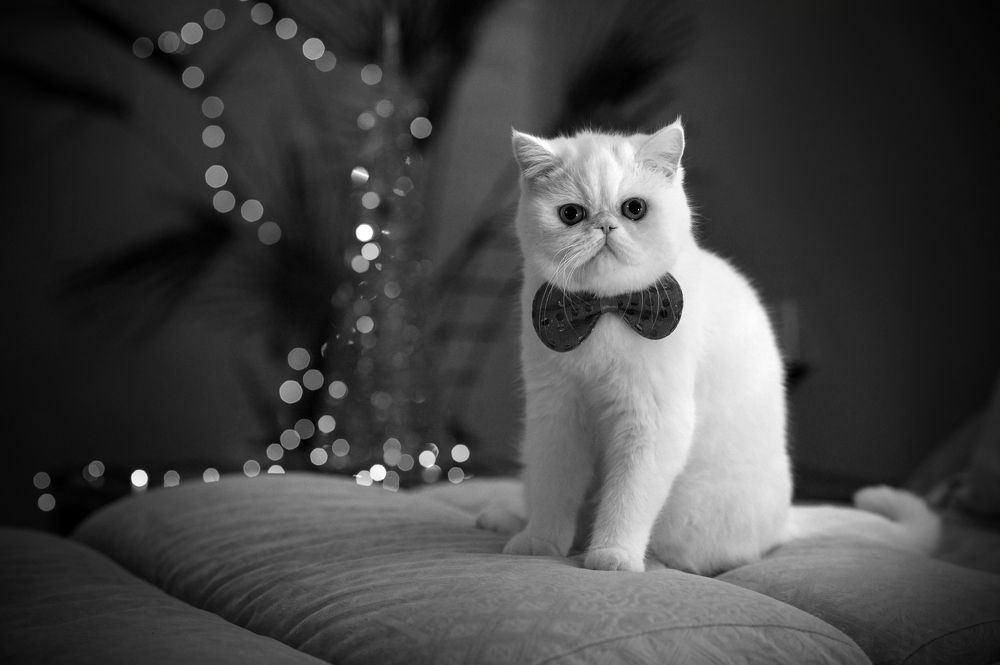 Photograph by Алексей Вяткин