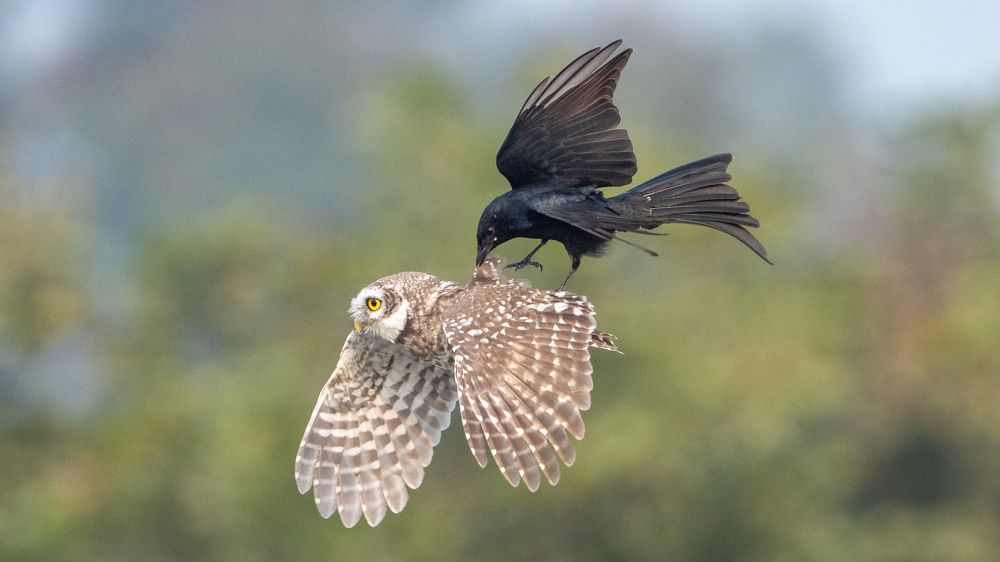 Black Drong Mobbing Spotted owlet