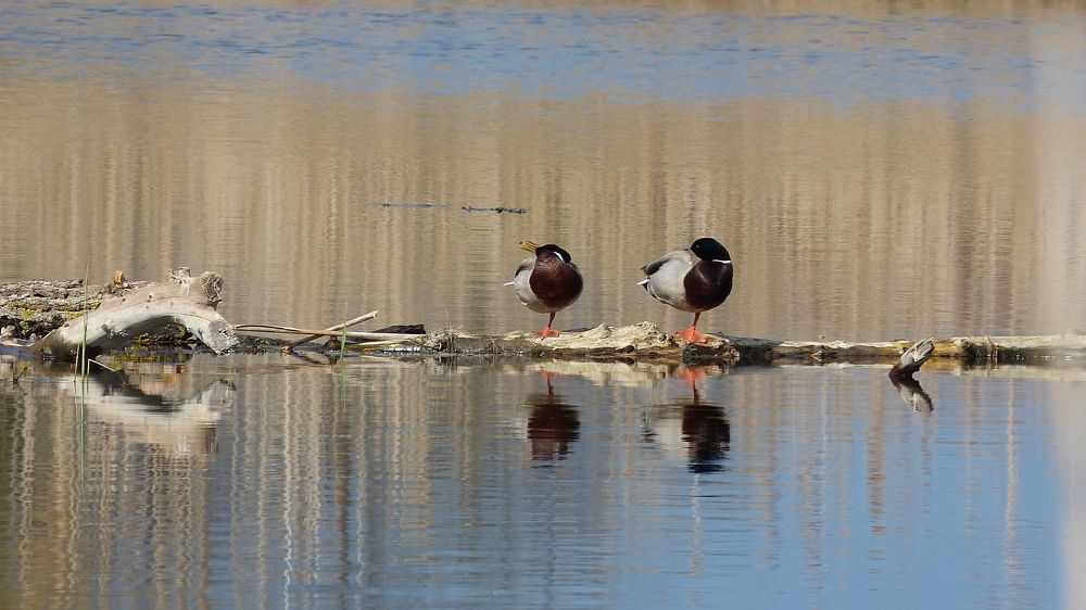 Photograph by Ольга