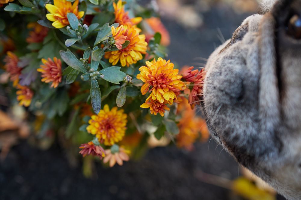 Француз Мартин