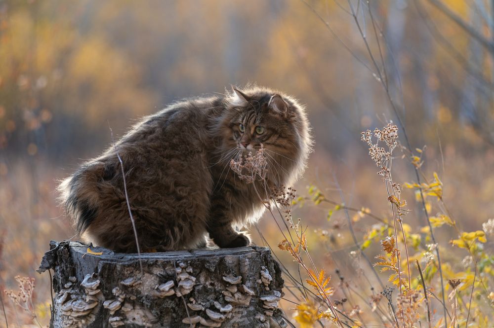 Photograph by Алексей Александрович