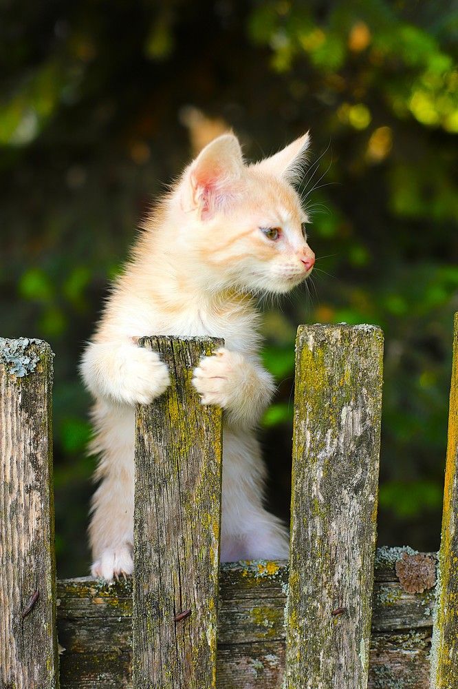 Фотография автора Михаил Лупина