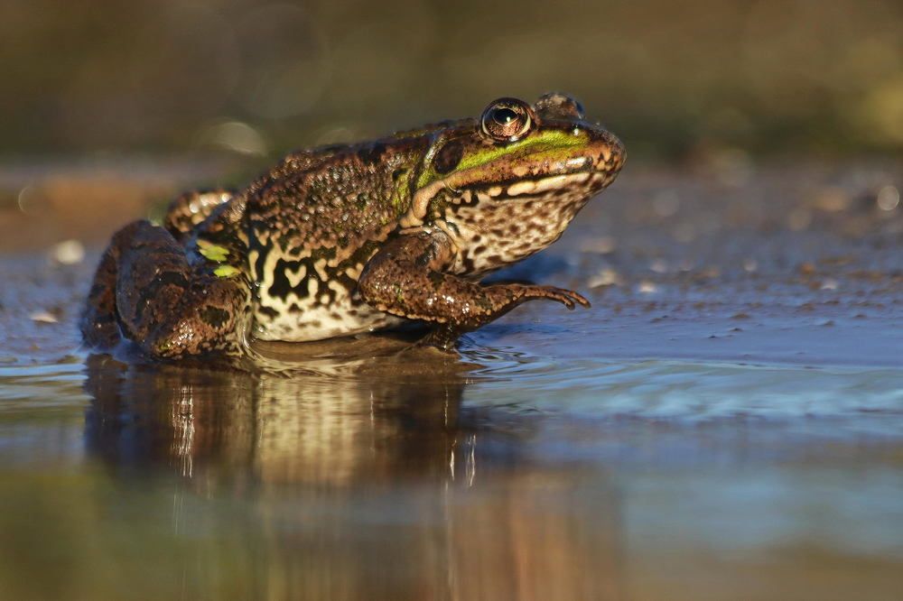 Photograph by Елена