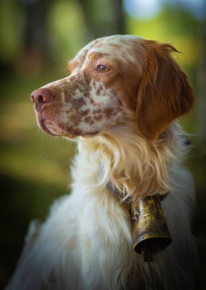 Английский сеттер. Портрет на охоте.