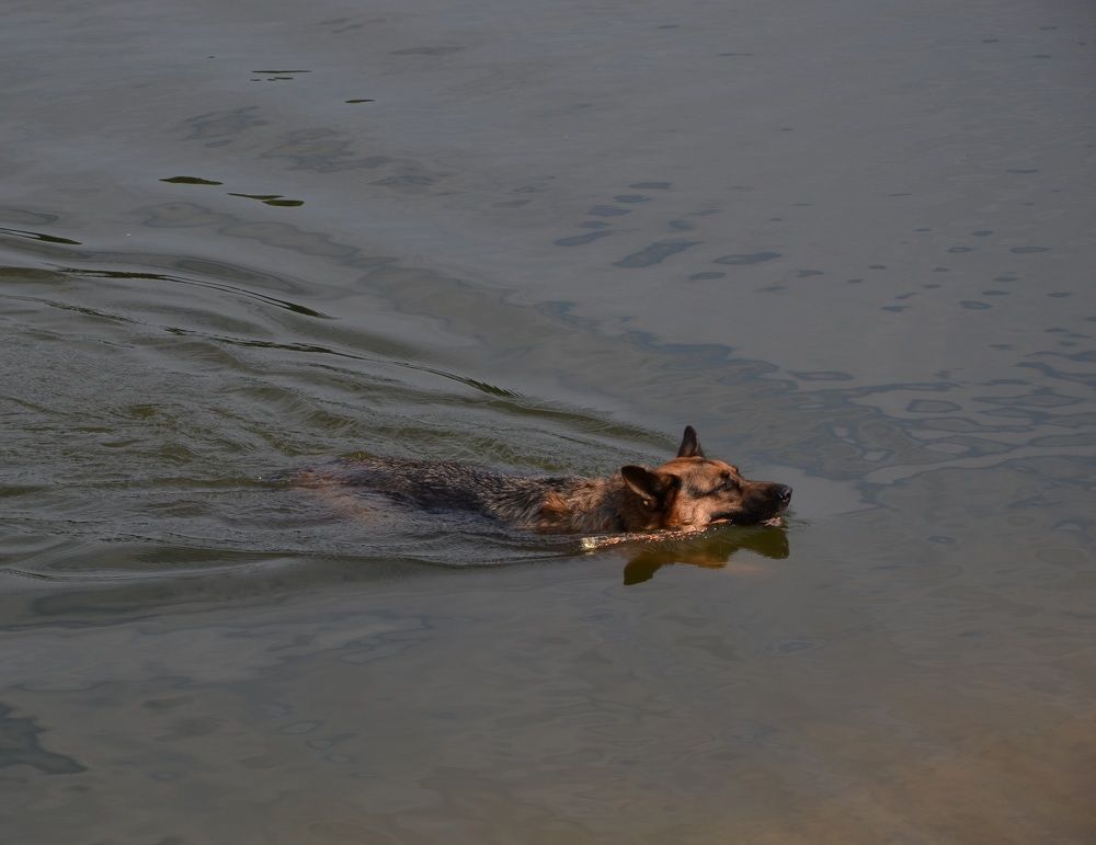 Фотография автора Анатолий Борисенко