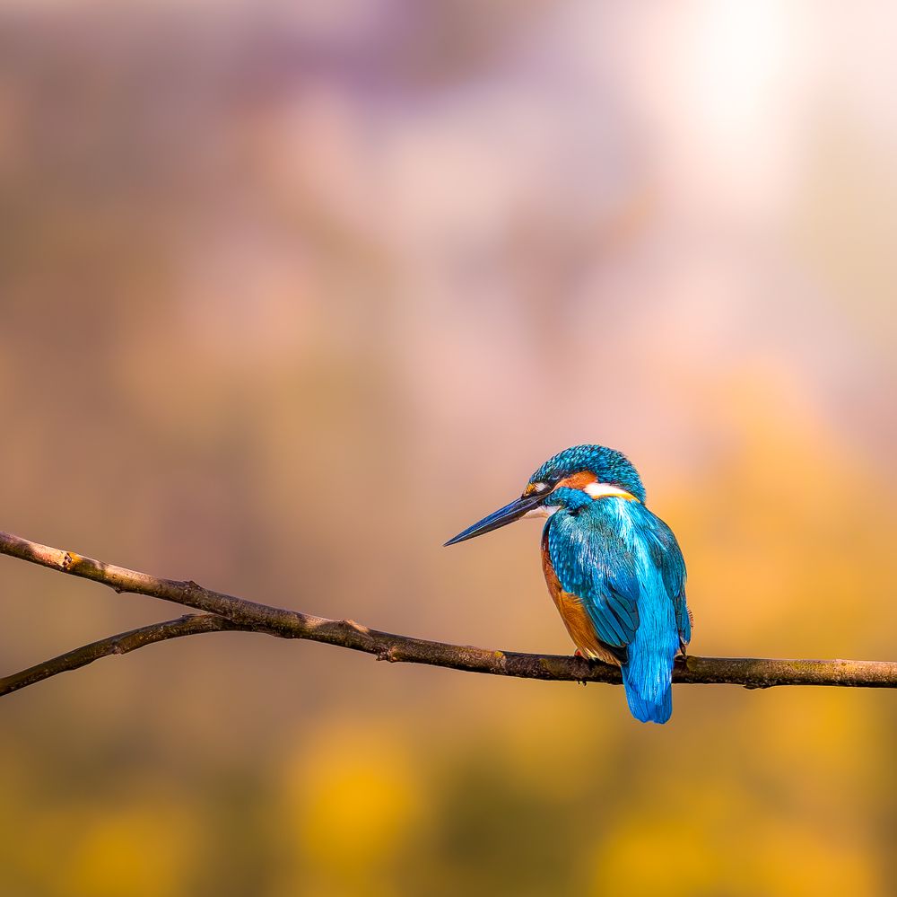 Photograph by Alaa Nour