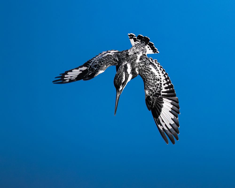 Photograph by Alaa Nour