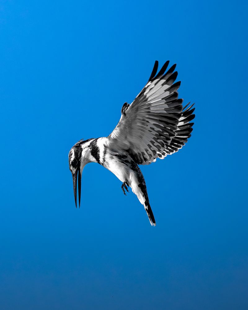 Photograph by Alaa Nour