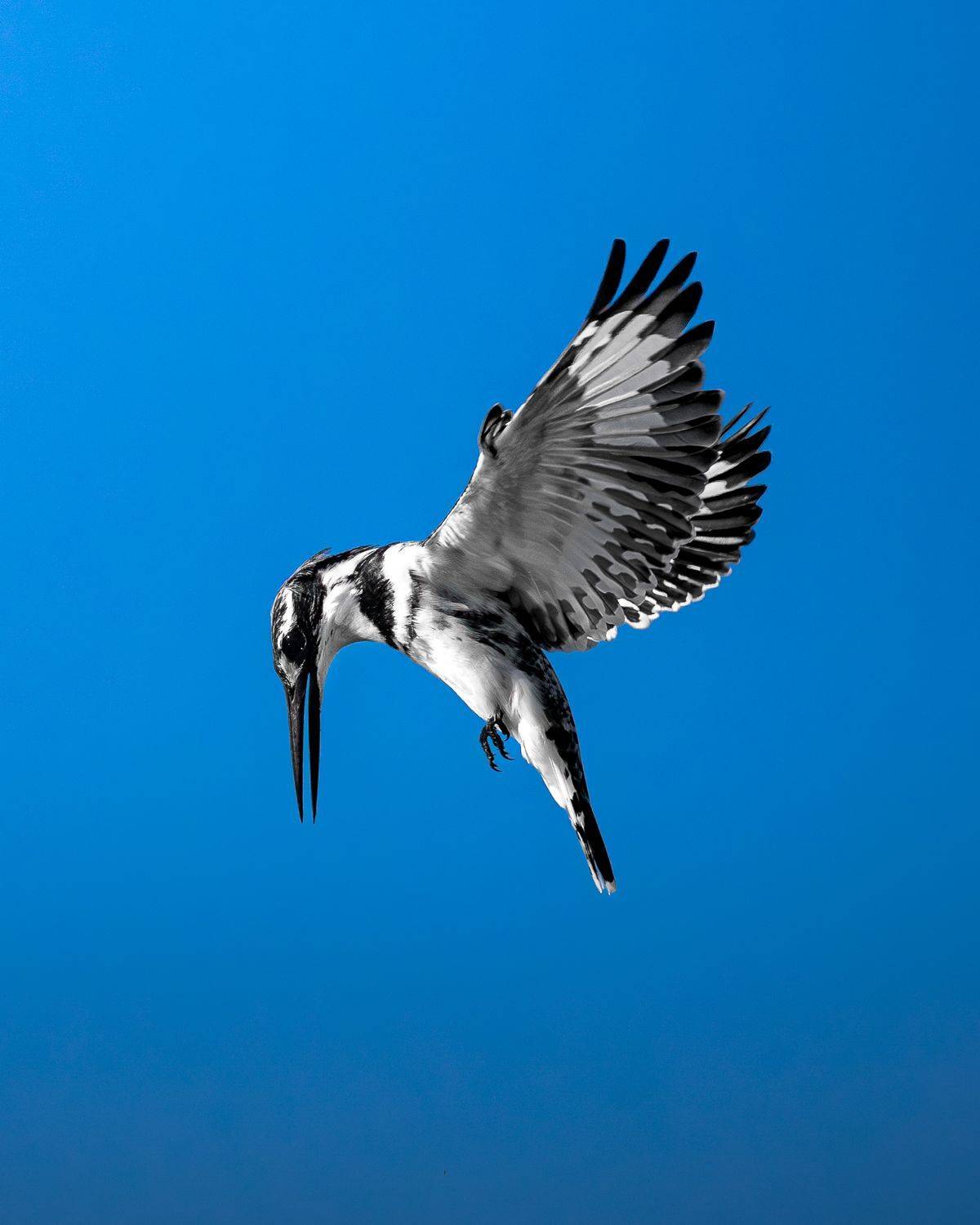 Фотография #11647967