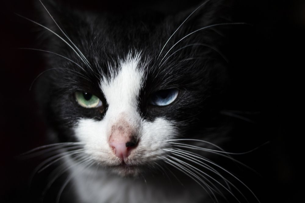 Photograph by Татьяна Шахматова