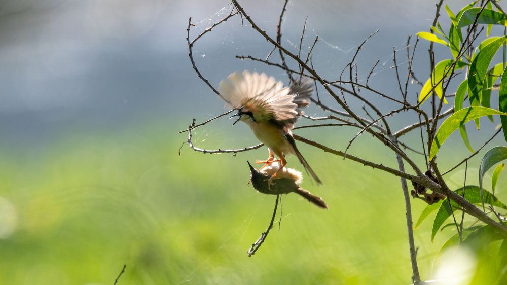Photograph by Faisal Fasaludeen