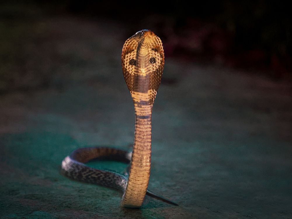 Photograph by Karunakaran