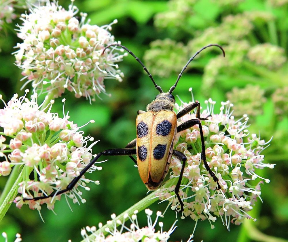 Усач на цветке