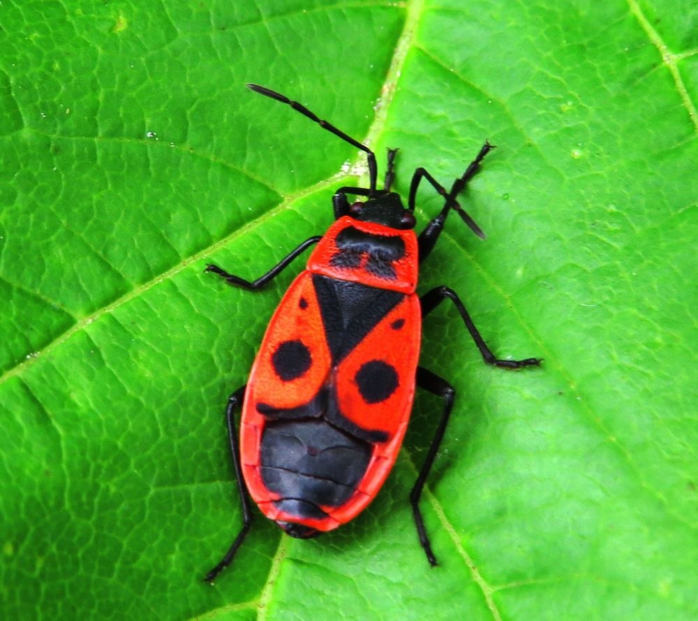 Клоп - солдатик