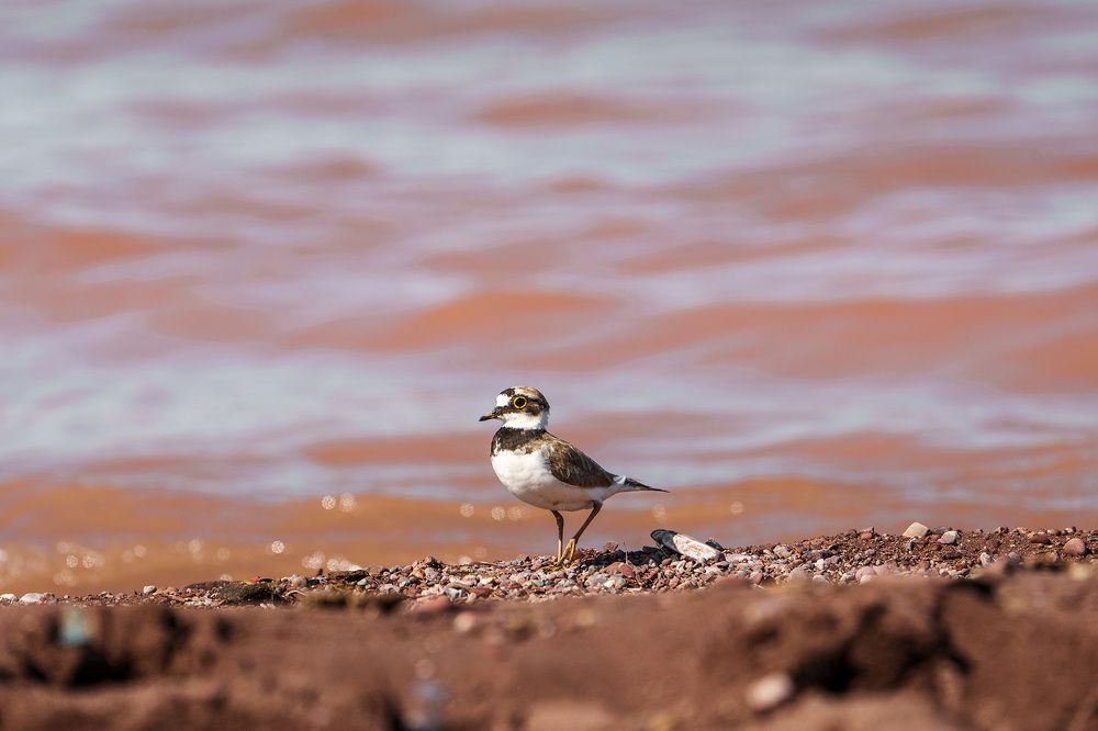Фотография автора Julia Gorbacheva