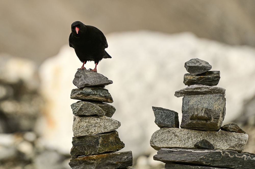 Фотография автора Dmitriy Sagurov