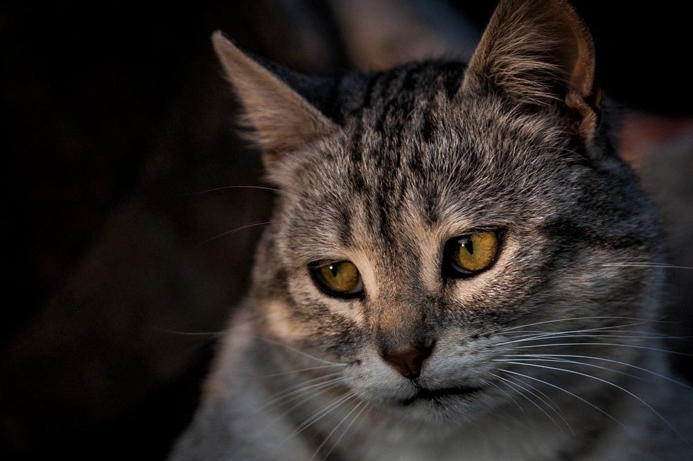 Фотография автора Юрий Кульмяков