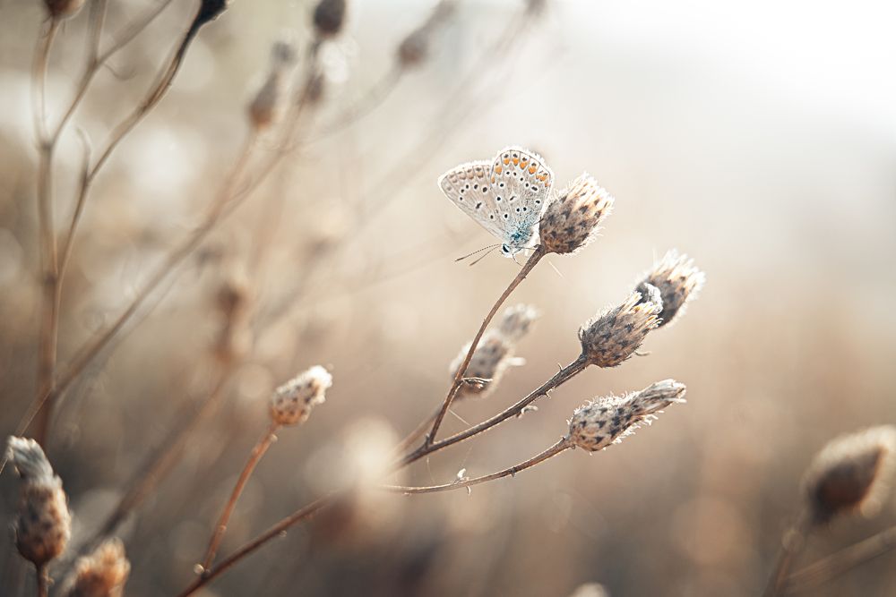 Фотография автора Ильченко Оксана