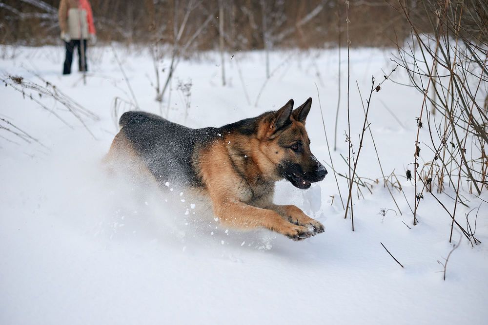 Photograph by Андрей Коротецкий