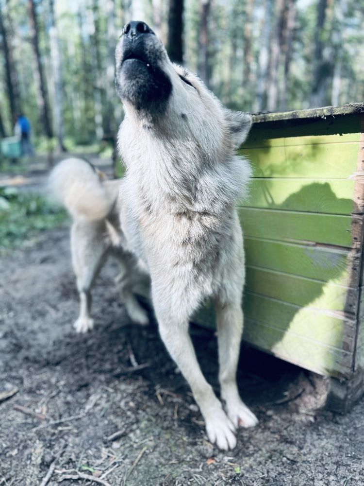 Photograph by Лариса Кошеляевская