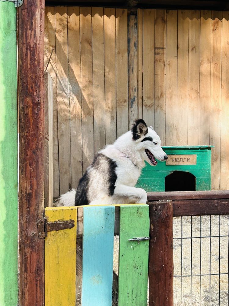 Photograph by Лариса Кошеляевская