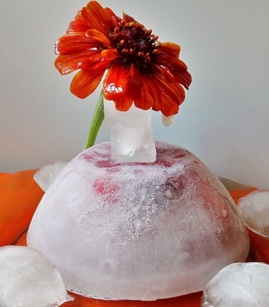 Зимняя вишня во льду