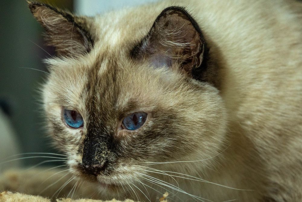 Фотография автора Олег Капуста