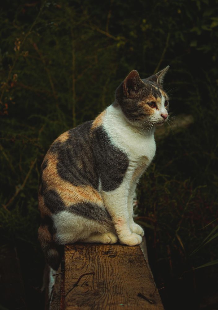 Photograph by Галчонок Ахмерова