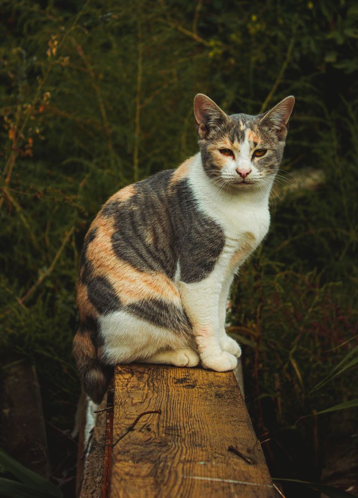 Photograph by Галчонок Ахмерова