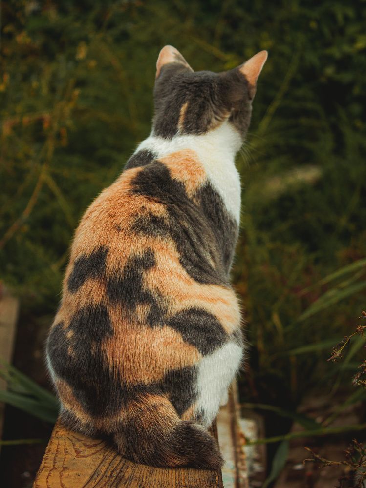 Photograph by Галчонок Ахмерова