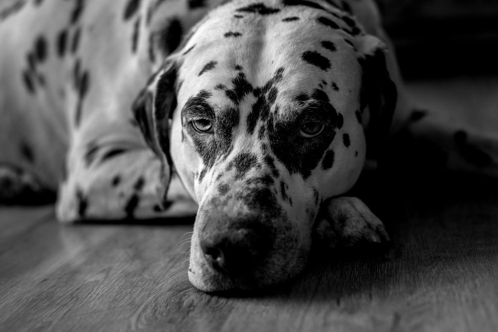 Photograph by Елена Овчинникова