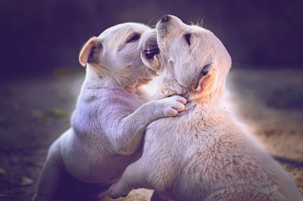 Photograph by mahadevan Arige