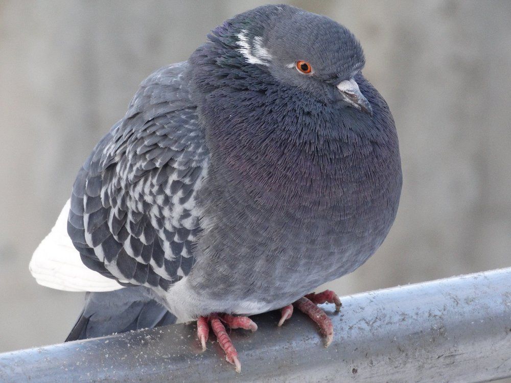 Животный Мир