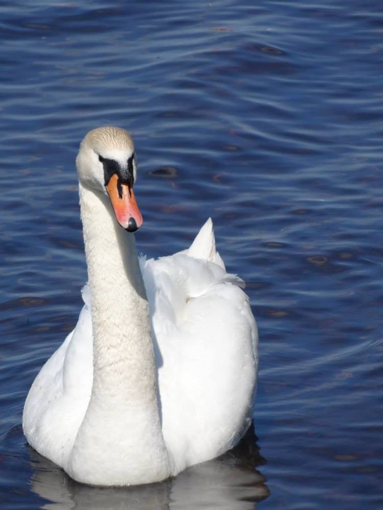 Животный Мир