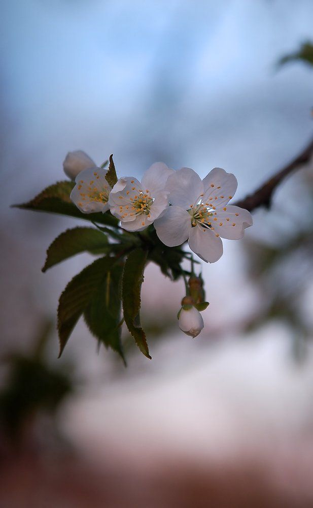 цветок на закате