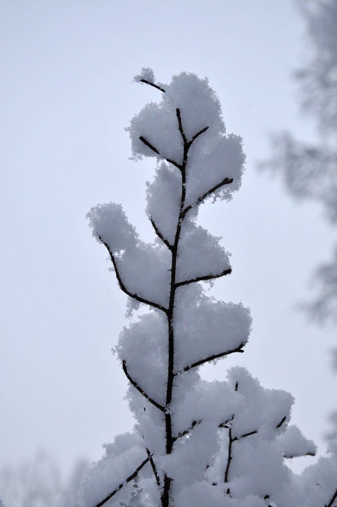 Photograph by Olga Satrapinskaja