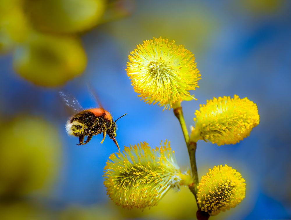 по зову Весны