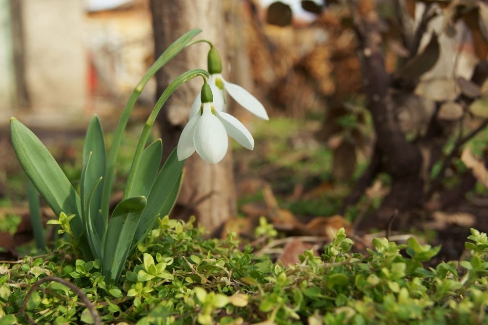 Snowdrop