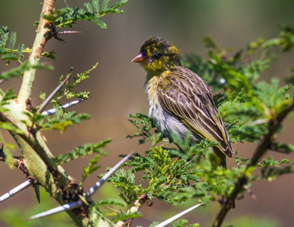 поющая в африканской колючке