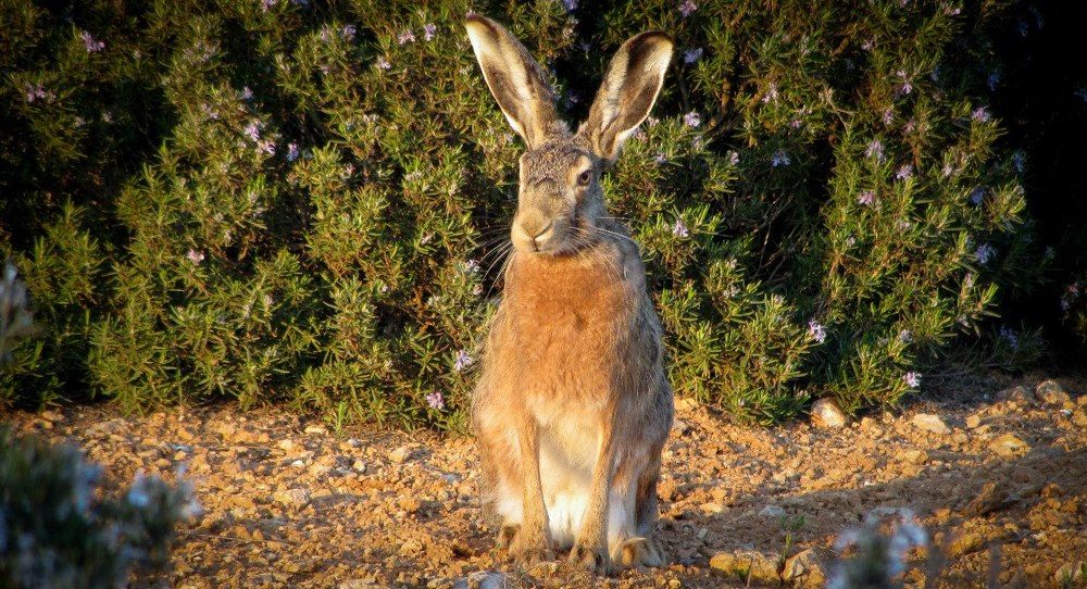 Редкая встреча