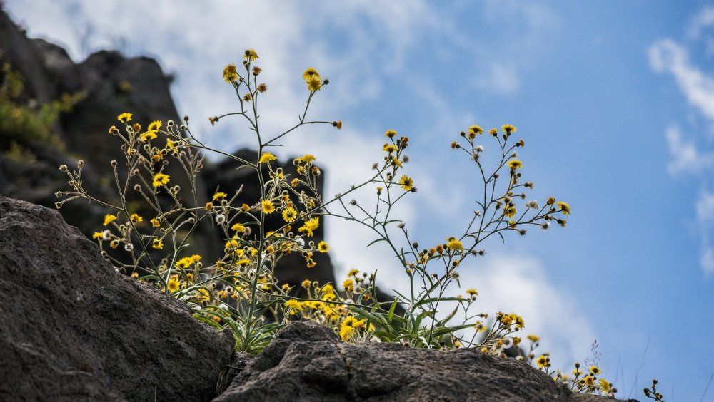 Через тернии у солнцу