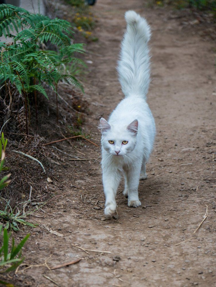 ВИЖУ ЦЕЛЬ - НЕ ВИЖУ ПРЕПЯТСТВИЙ...
