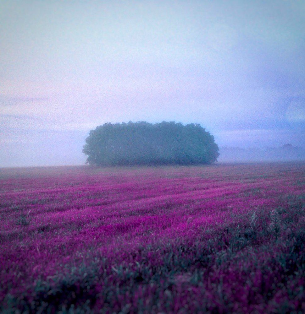 туманное утро №1