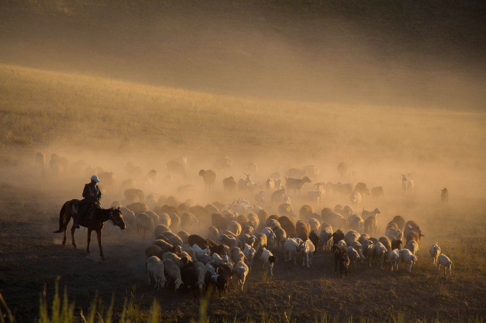 Обычный будний день из жизни Чабана.